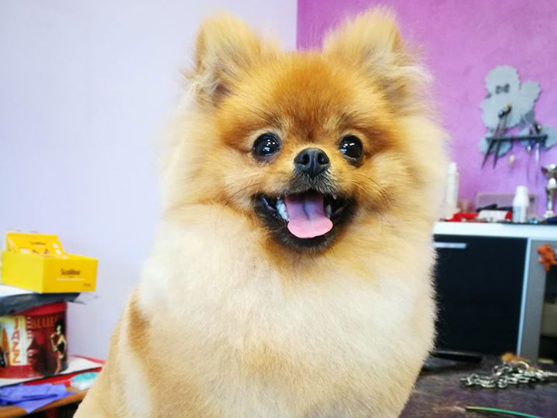 cucciolo
