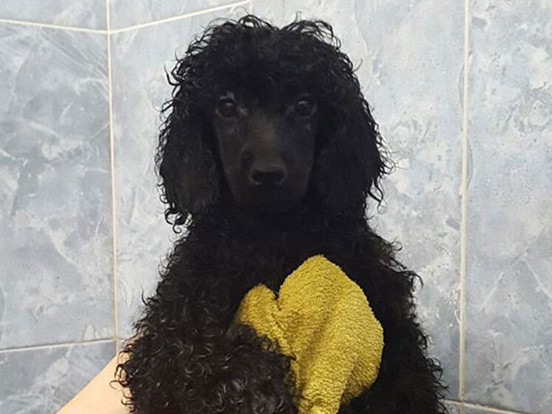 cucciolo