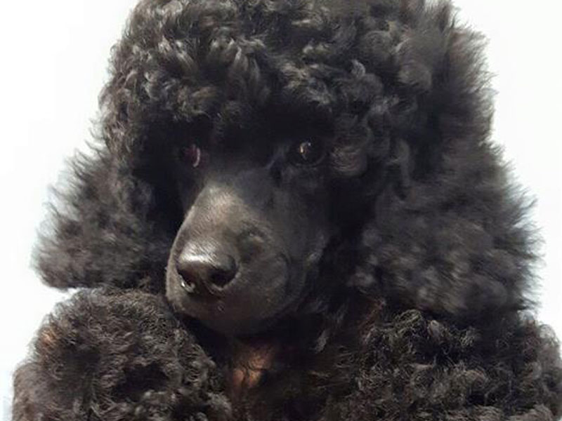 cucciolo