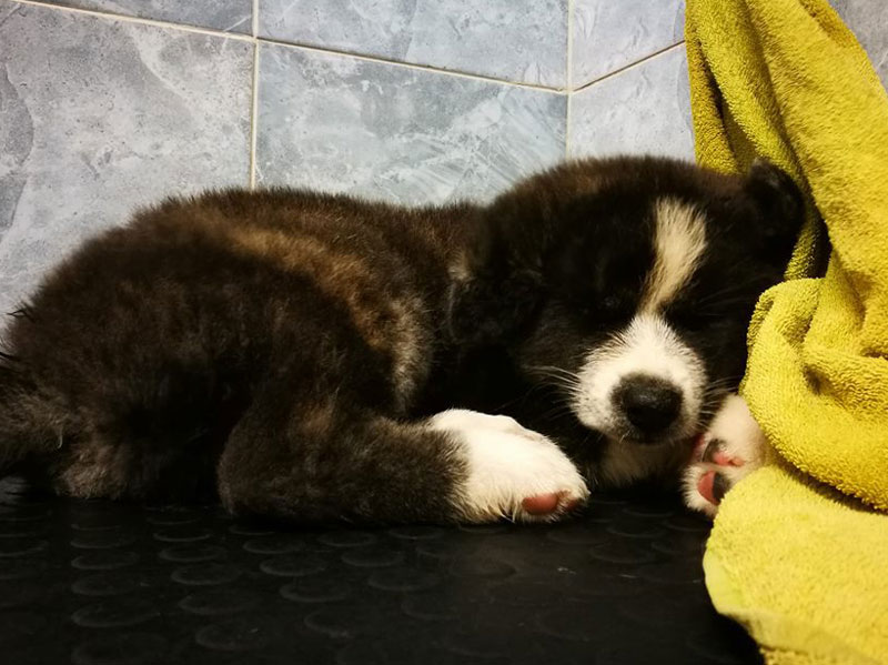 cucciolo