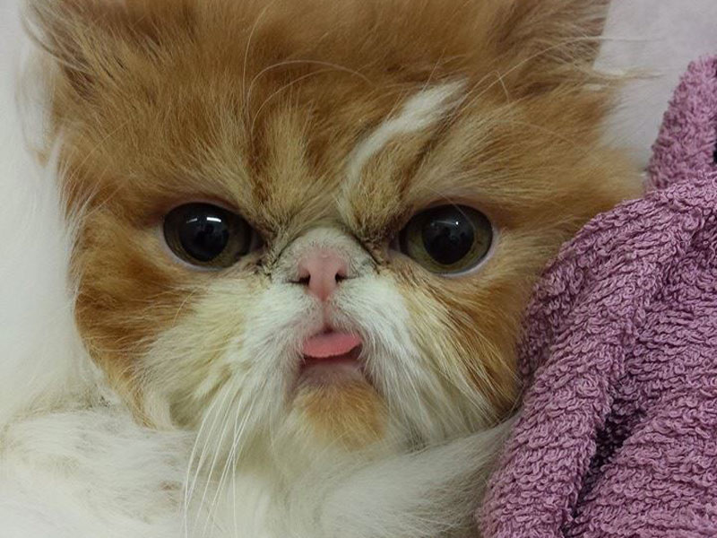 gatto