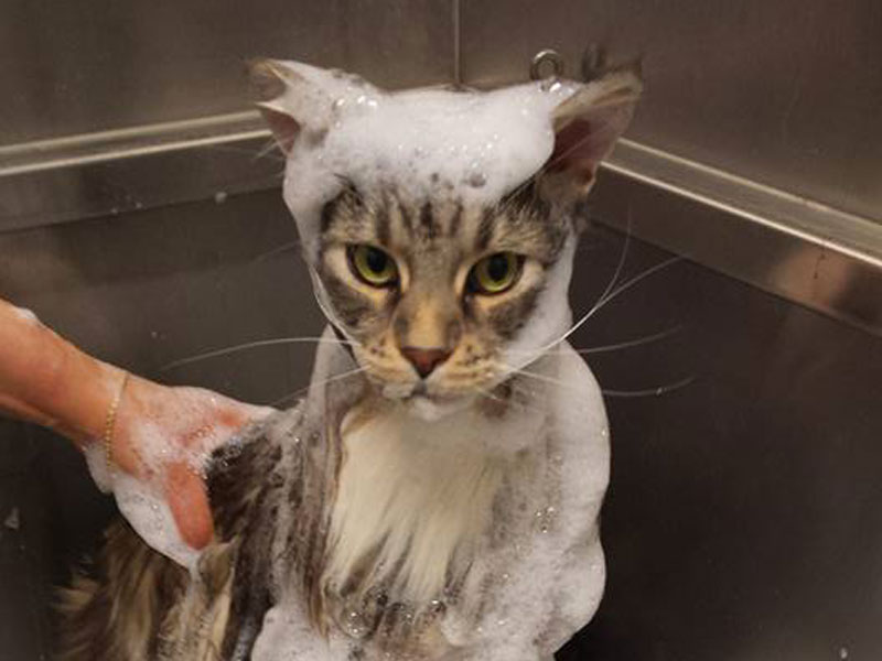 gatto