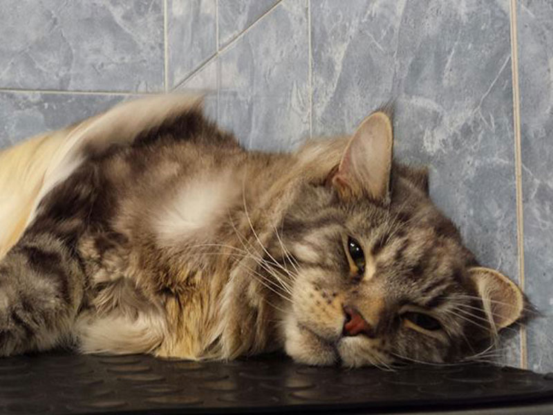 gatto