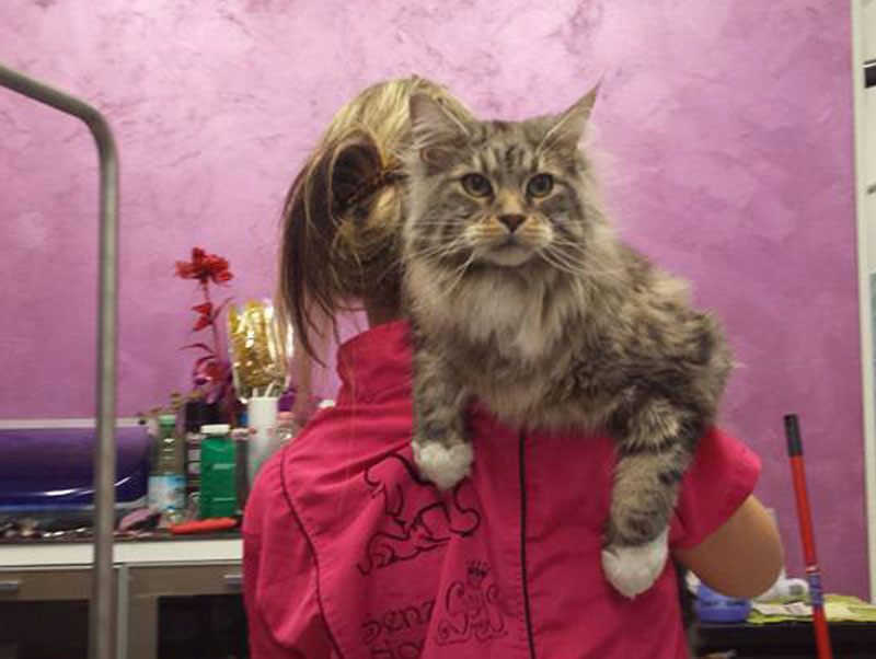 gatto