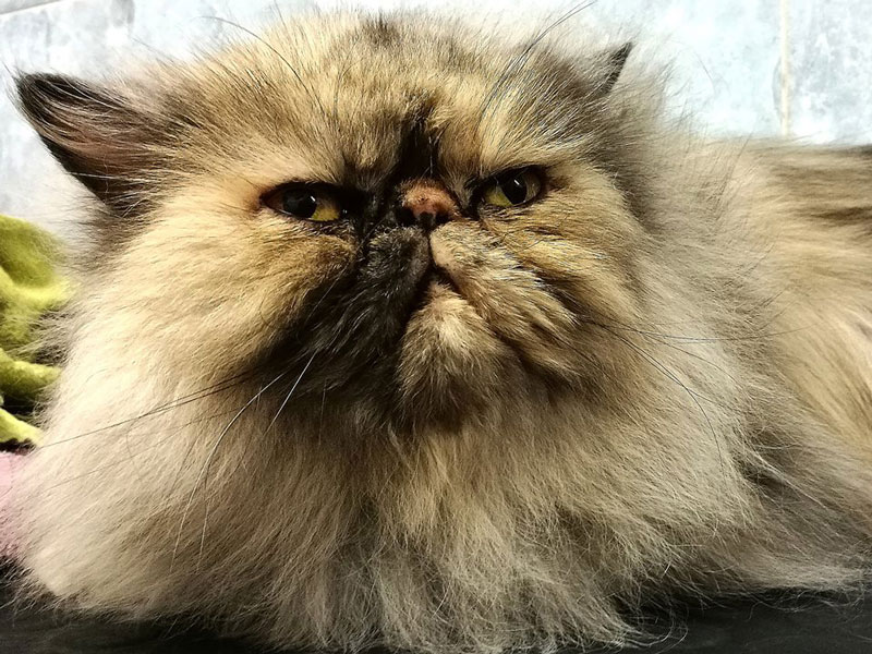 gatto