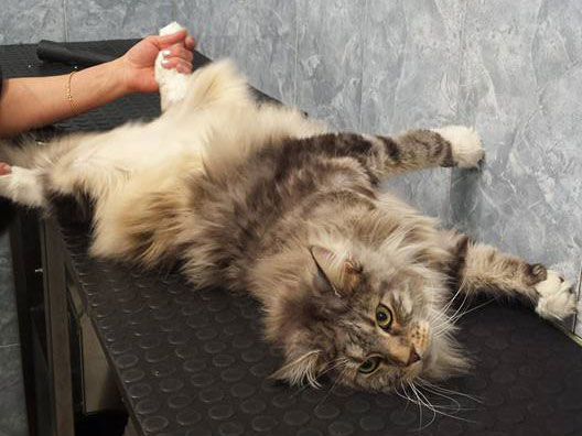 gatto